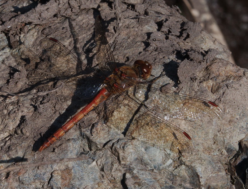 Sympetrum striolatum (maschi)