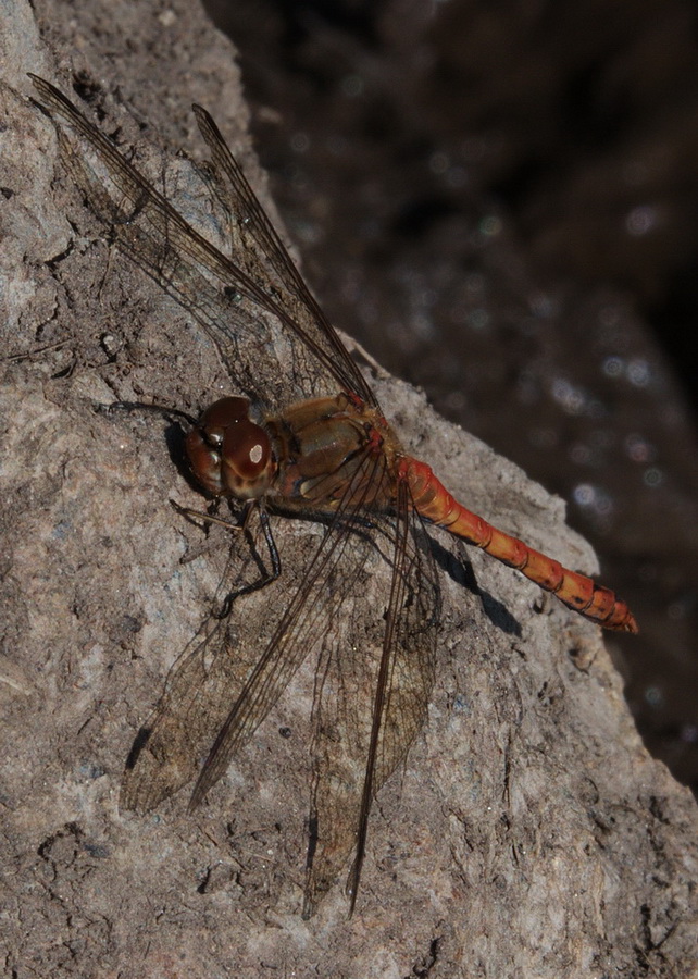 Sympetrum striolatum (maschi)