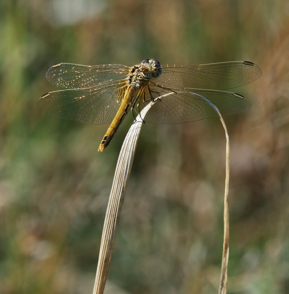 Sympetrum da confermare - Sympetrum fonscolombii