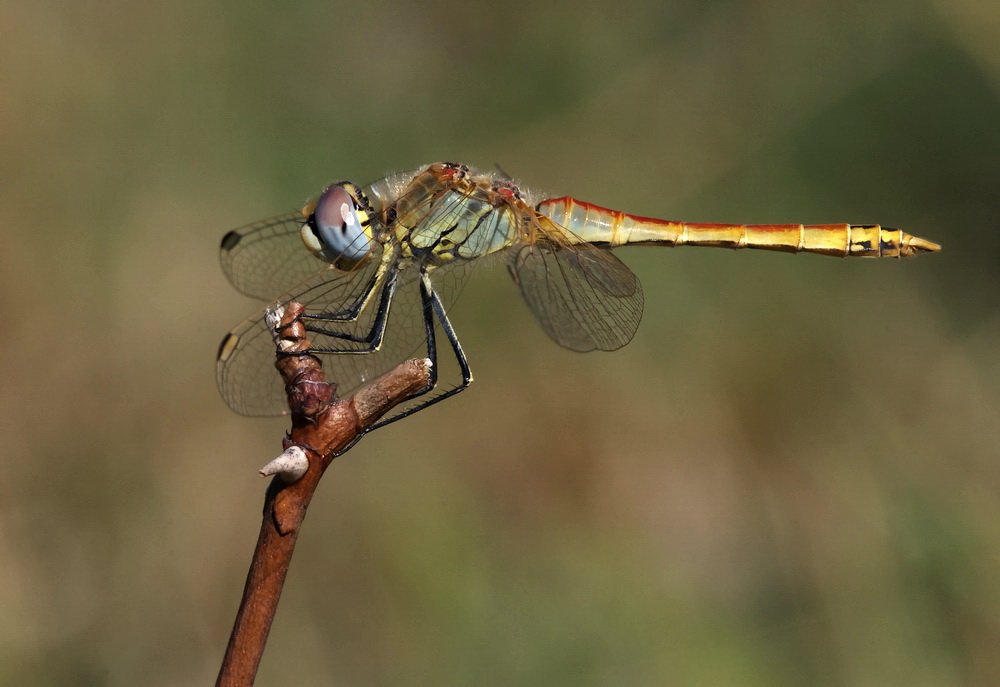 Sympetrum da confermare - Sympetrum fonscolombii