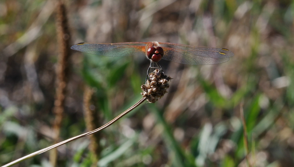 Sympetrum da confermare - Sympetrum fonscolombii