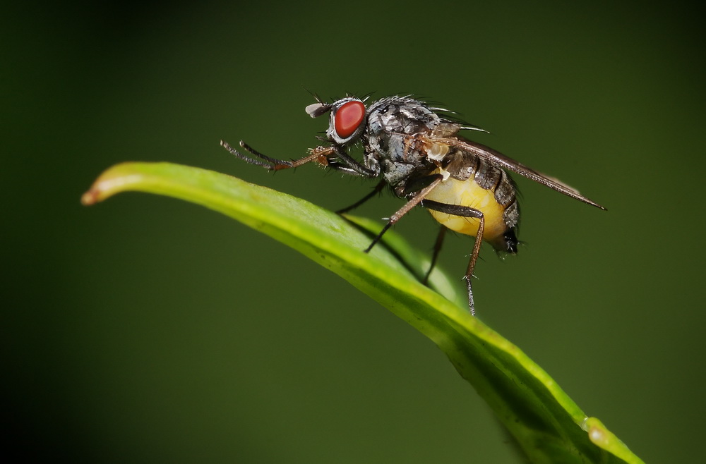 dittero col ventre giallo: Emmesomyia sp. F (Anthomyidae).