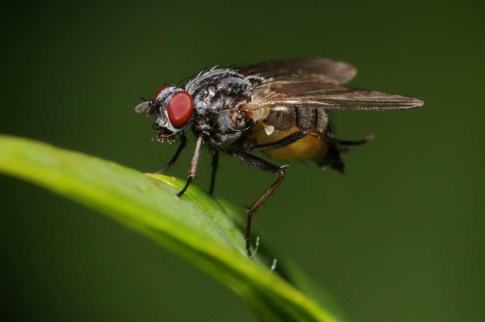 dittero col ventre giallo: Emmesomyia sp. F (Anthomyidae).