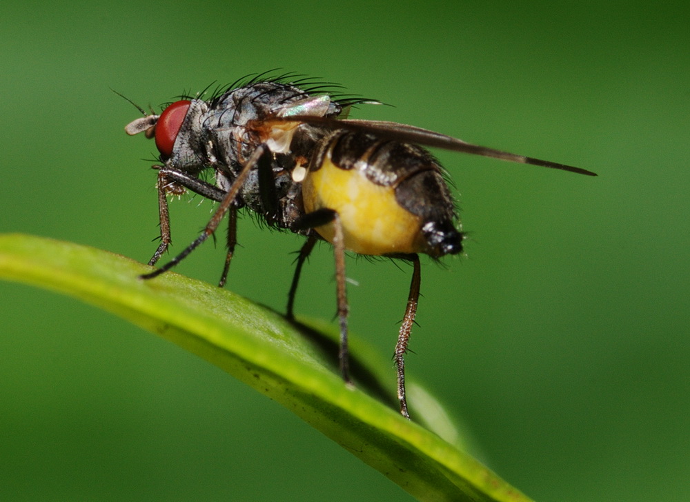 dittero col ventre giallo: Emmesomyia sp. F (Anthomyidae).