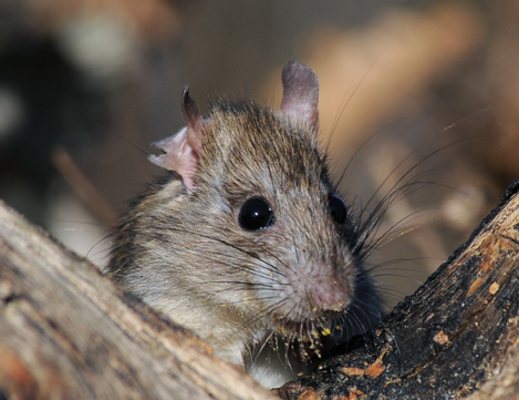 Ratto dei tetti