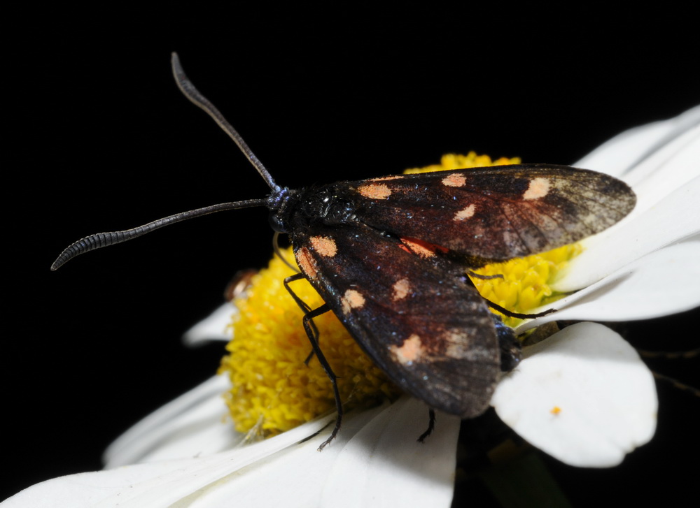 ultima Zygaena da identificare