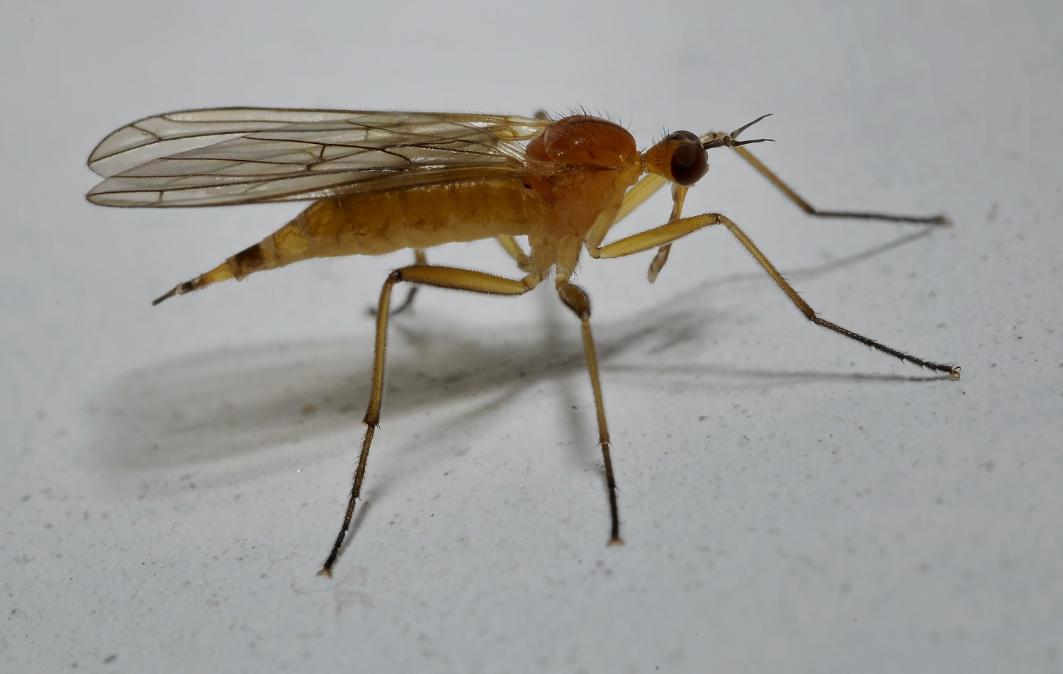 dittero da identificare