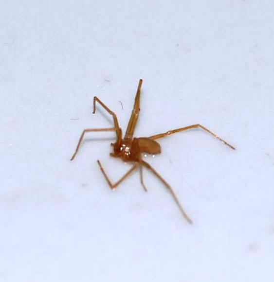 Loxosceles rufescens