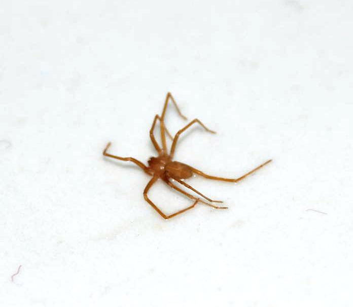 Loxosceles rufescens