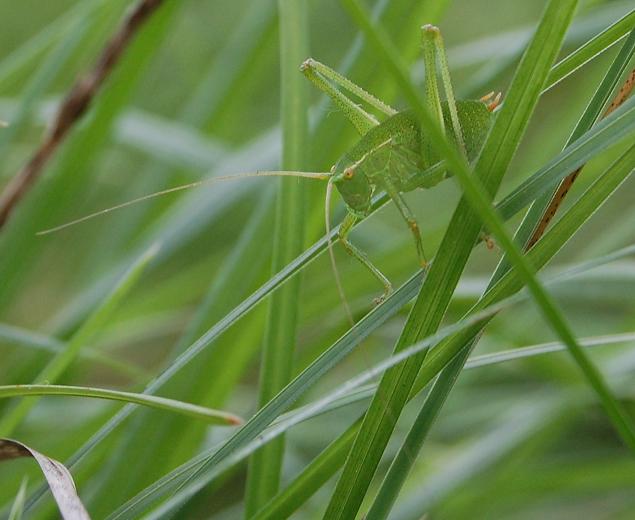 Stadi giovanili di Calliptamus sp. e Barbitistes sp.