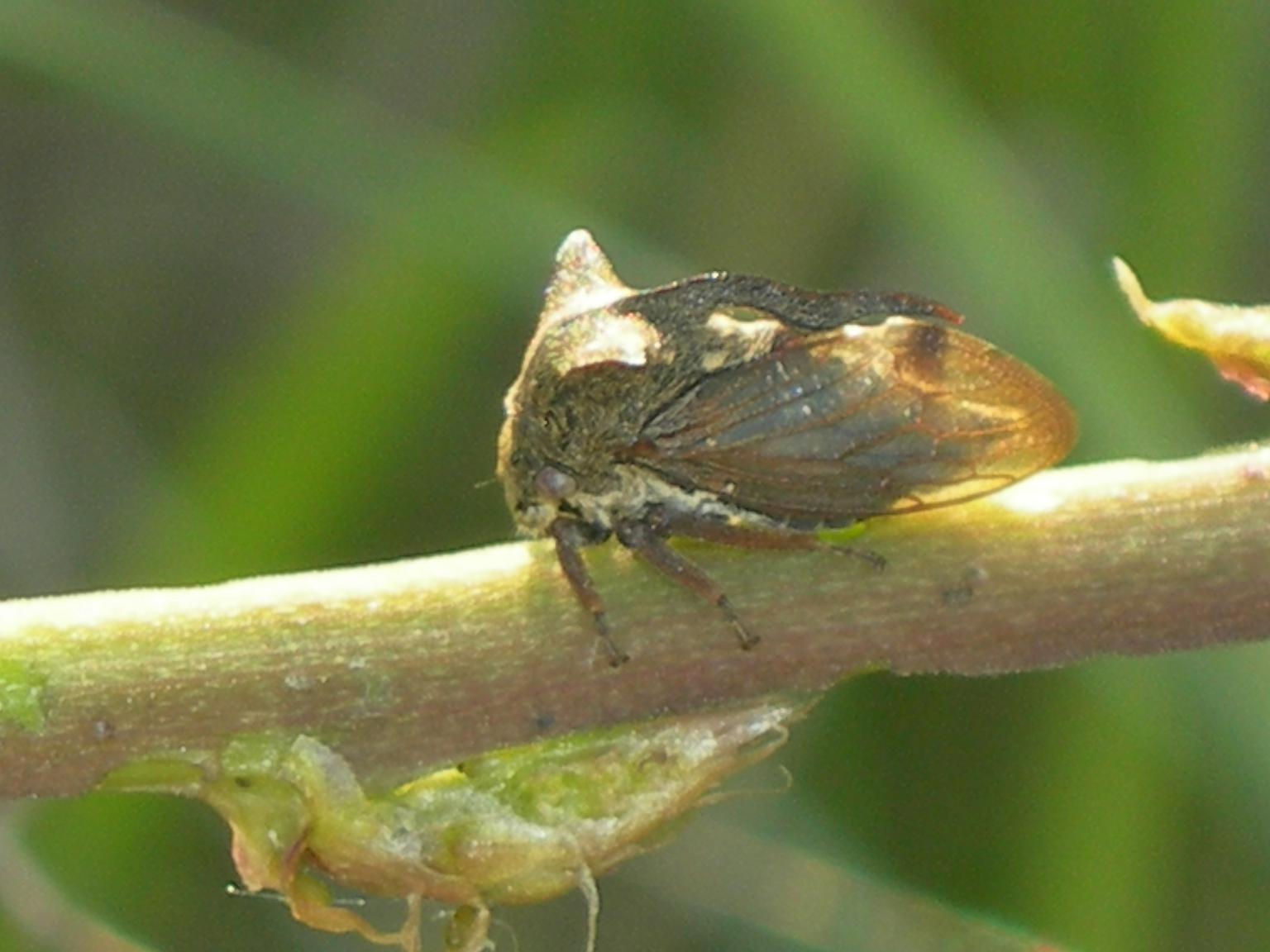 Centrotus cornutus