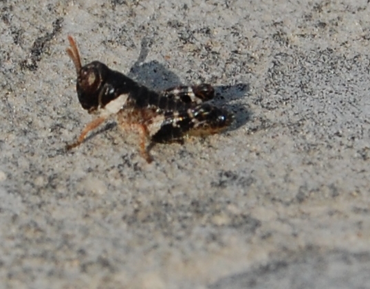 Stadi giovanili di Calliptamus sp. e Barbitistes sp.