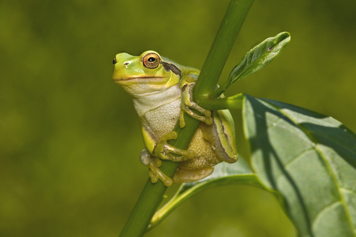 Raganelle italiane? No, liguri - Hyla meridionalis