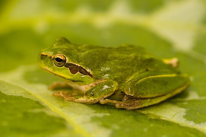 Raganelle italiane? No, liguri - Hyla meridionalis