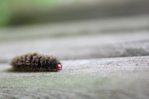 Bruco di Syntomis Phegea? (aiuto identificazione)