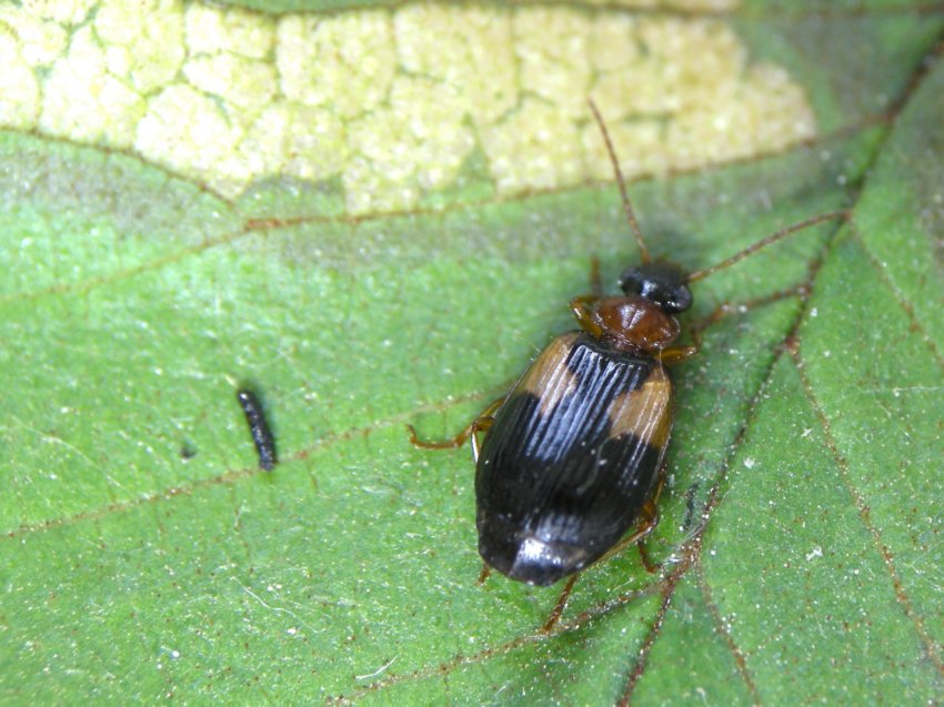 Lebia scapularis