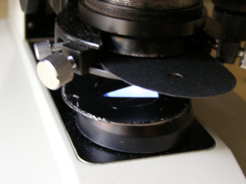 Euglena ozyuris ?