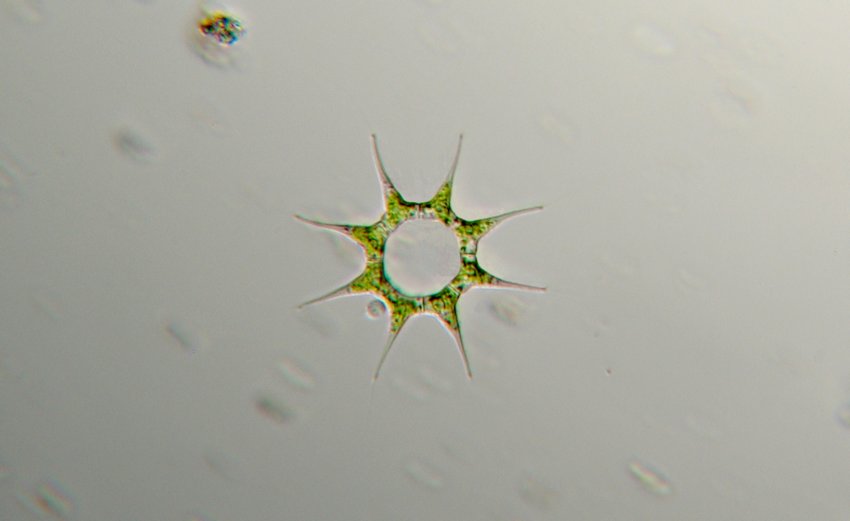 Vari Pediastrum