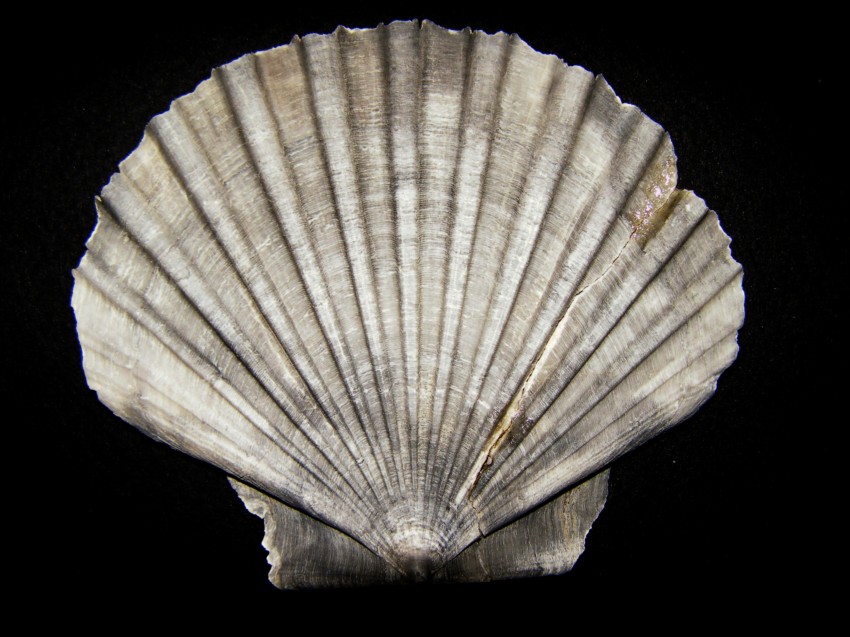 Pecten jacobaeus (L., 1758)  Pliocene - Imola