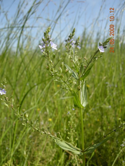 Piante palustri