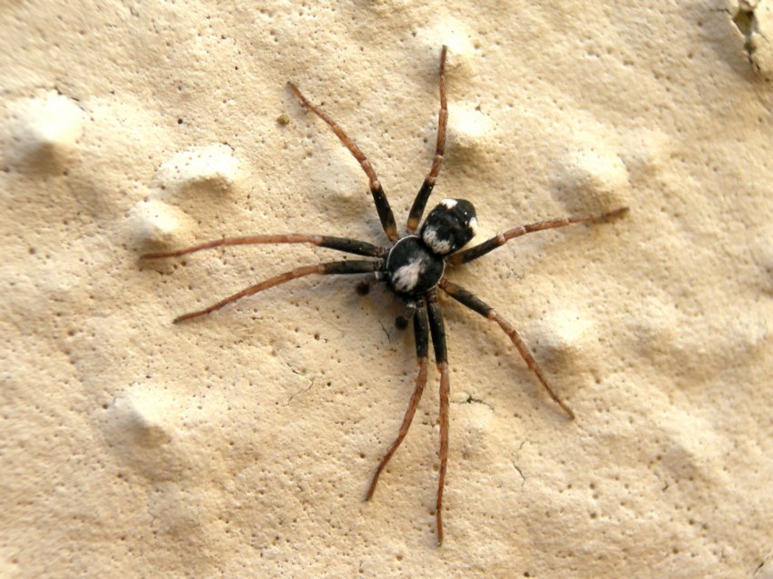 Philodromidae