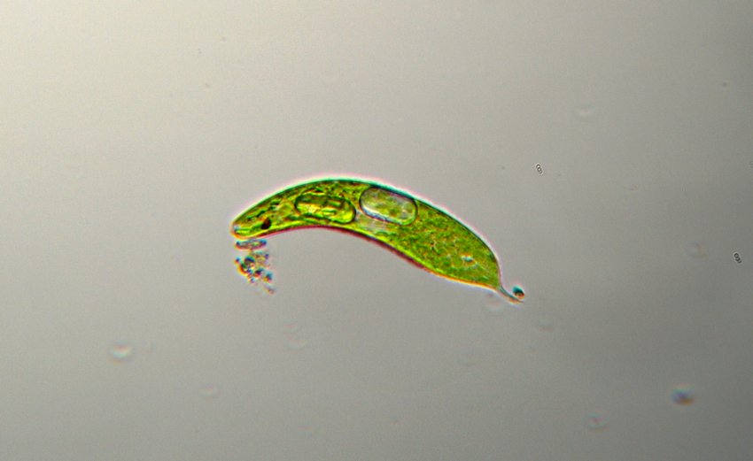 Euglena ozyuris ?