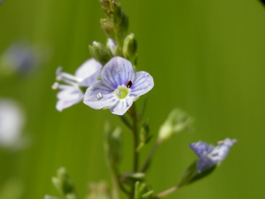 Piante palustri