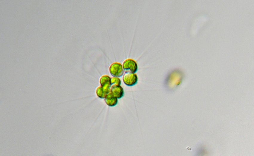Micractinium