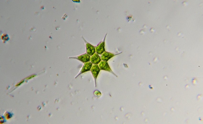 Vari Pediastrum