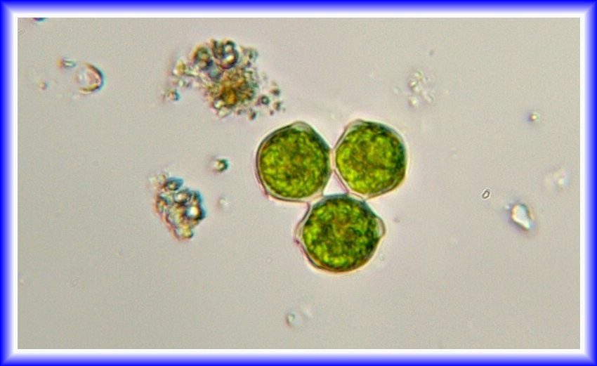 2 Euglene una particolare