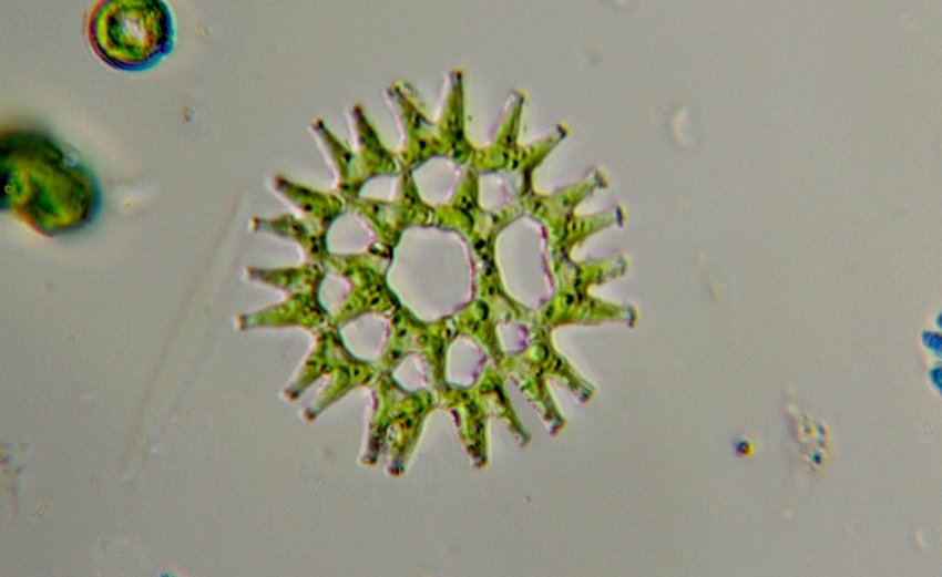 Vari Pediastrum