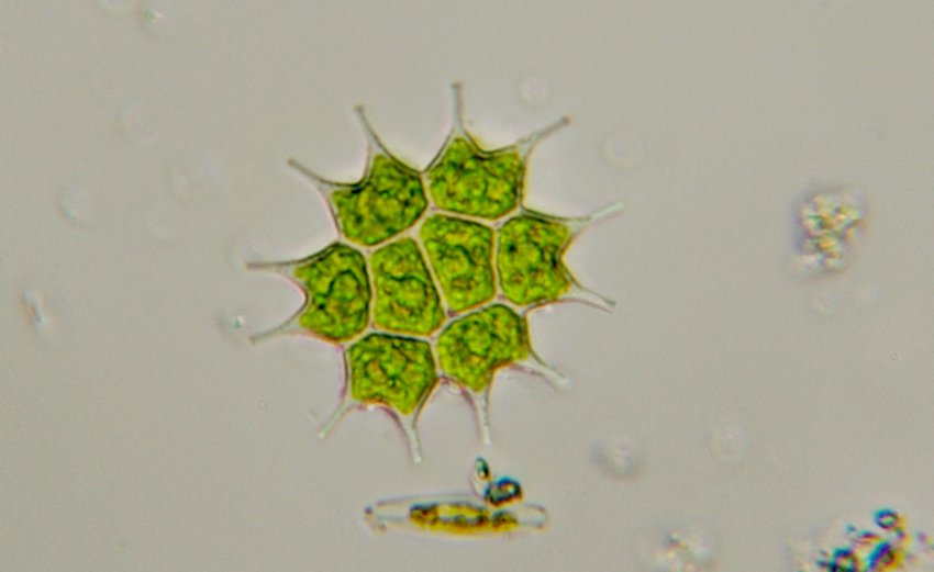 Vari Pediastrum