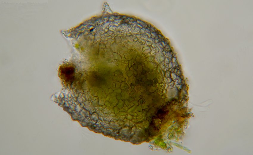 Tecameba  [ Difflugia corona ]