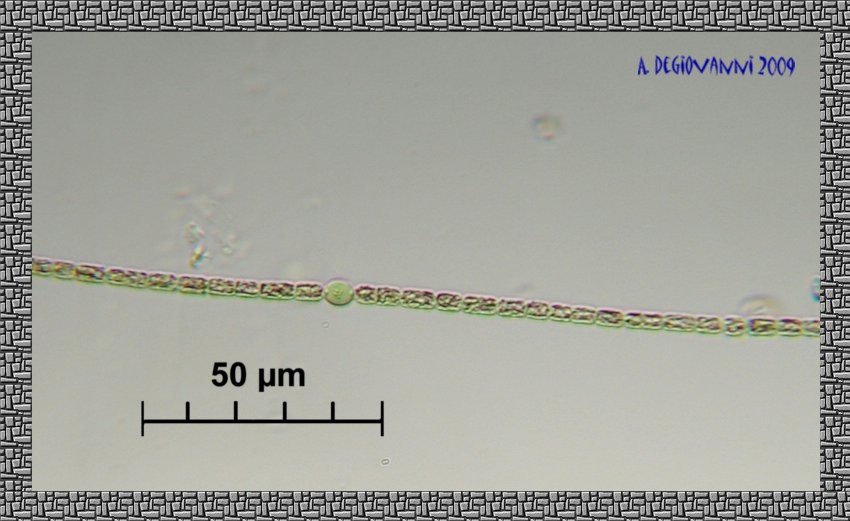 Anabaena 2 sp.