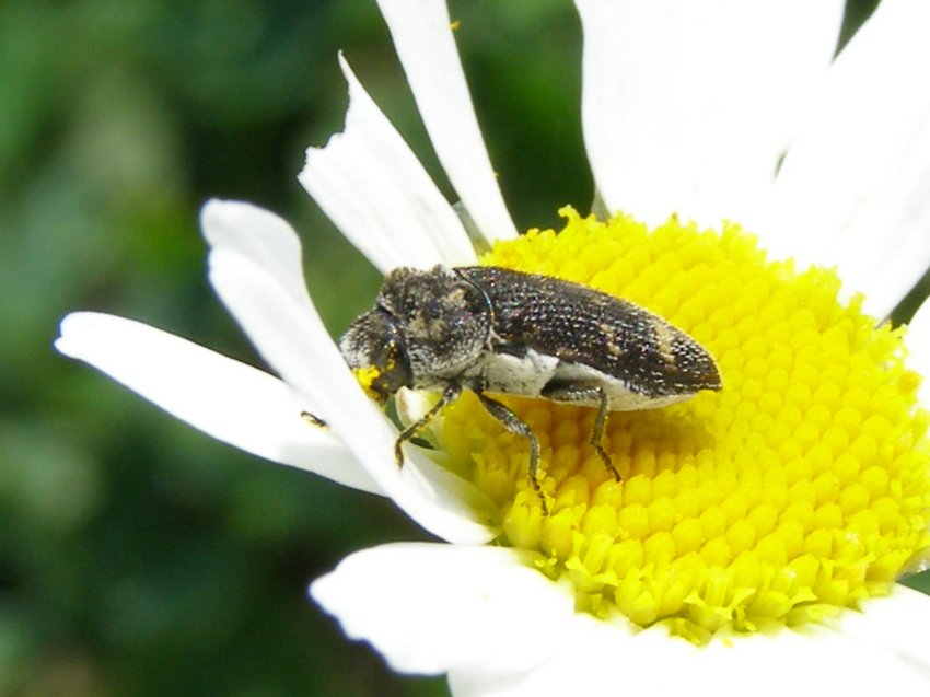 Acmaeoderella flavofasciata