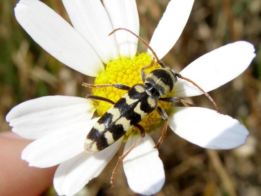 Plagionotus floralis