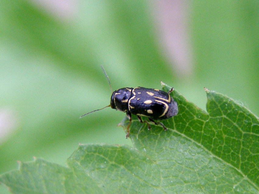 Cryptocephalus? Pachybrachis karamani