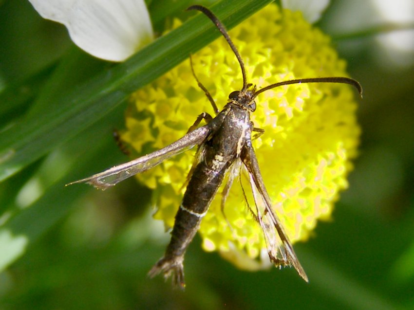 Sesiidae ?  S, Pyropteron muscaeforme