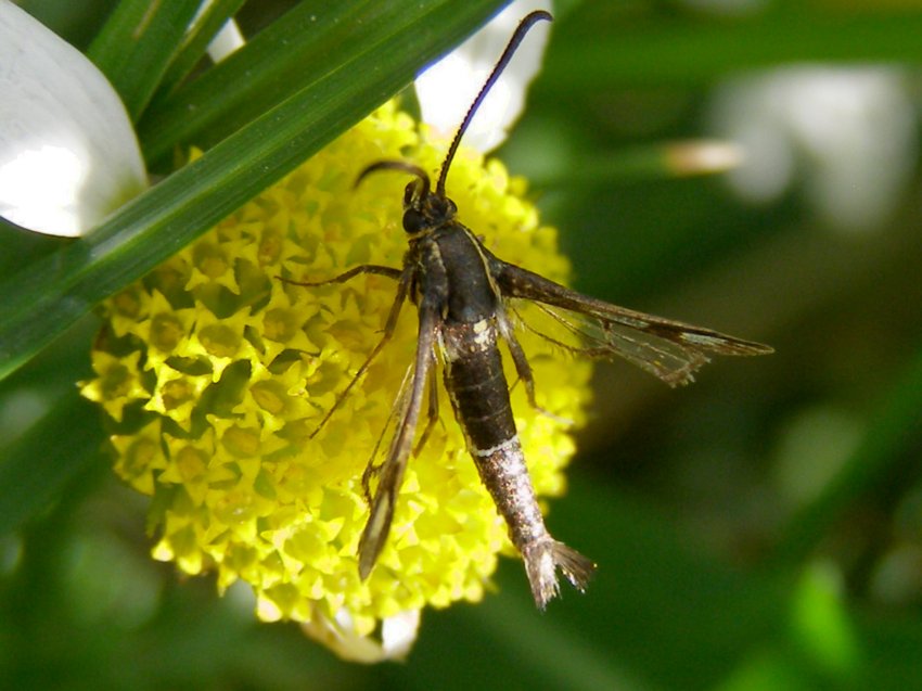 Sesiidae ?  S, Pyropteron muscaeforme