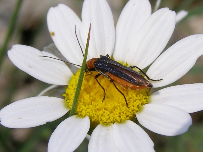 Oedemeridae? Oedemera melanopyga