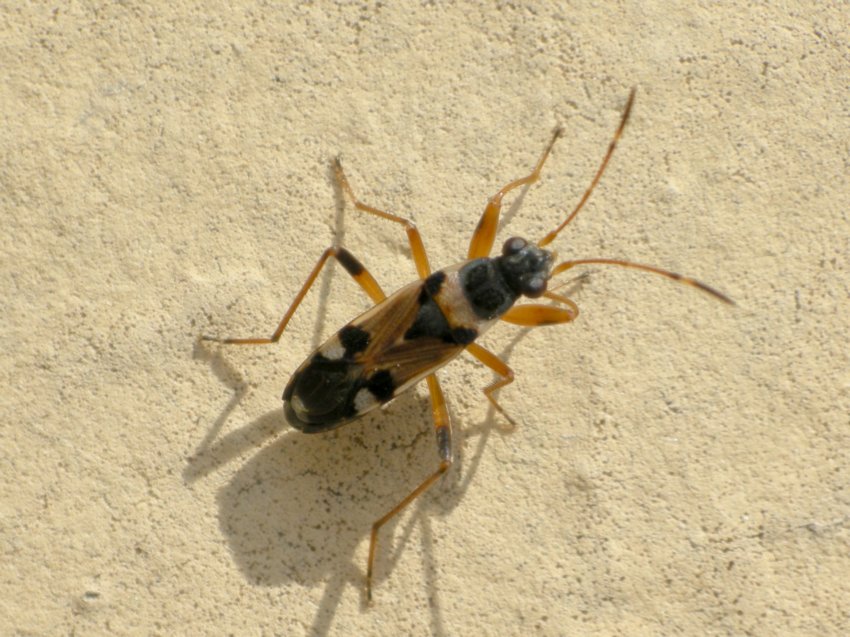 Un Eurydema e un Beosus del Bolognese