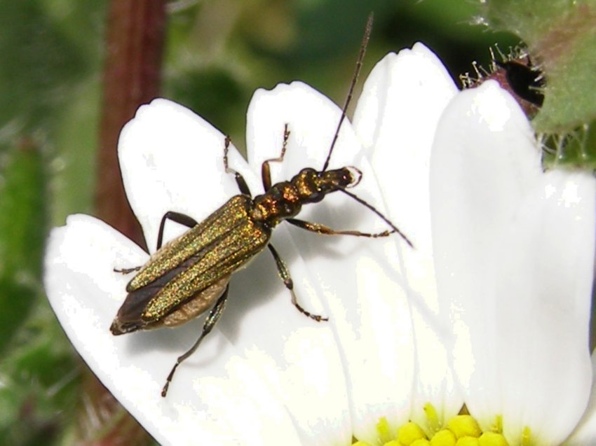 Oedemera flavipes