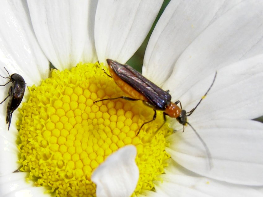 Oedemeridae? Oedemera melanopyga