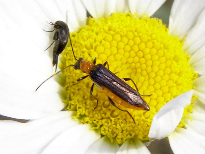 Oedemeridae? Oedemera melanopyga