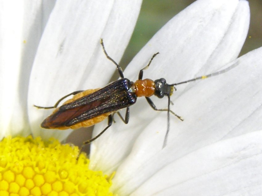 Oedemeridae? Oedemera melanopyga