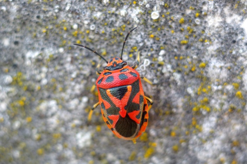 Un Eurydema e un Beosus del Bolognese