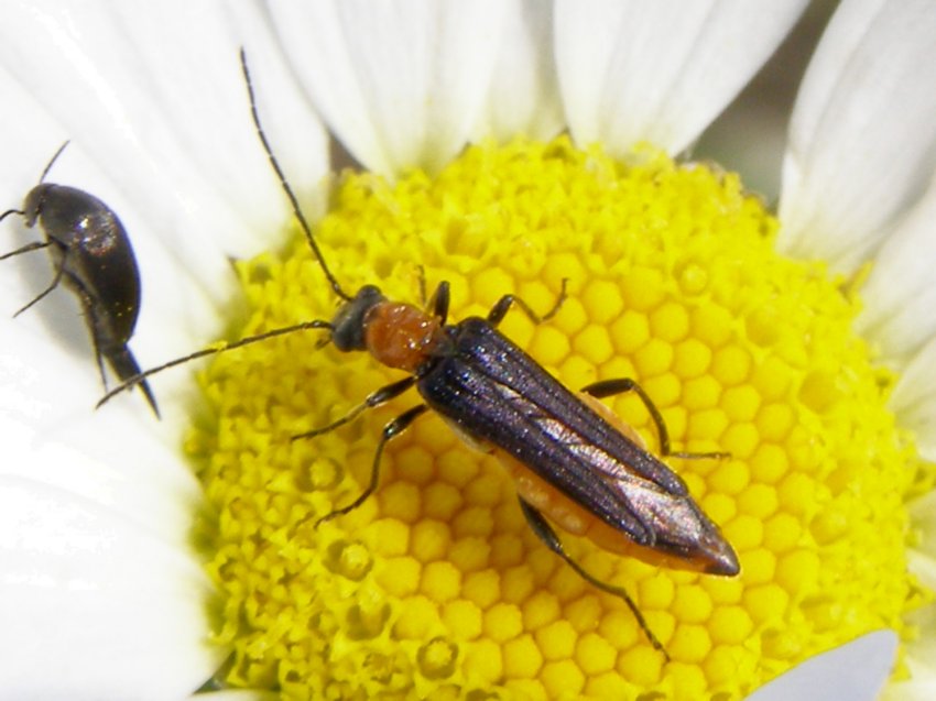 Oedemeridae? Oedemera melanopyga