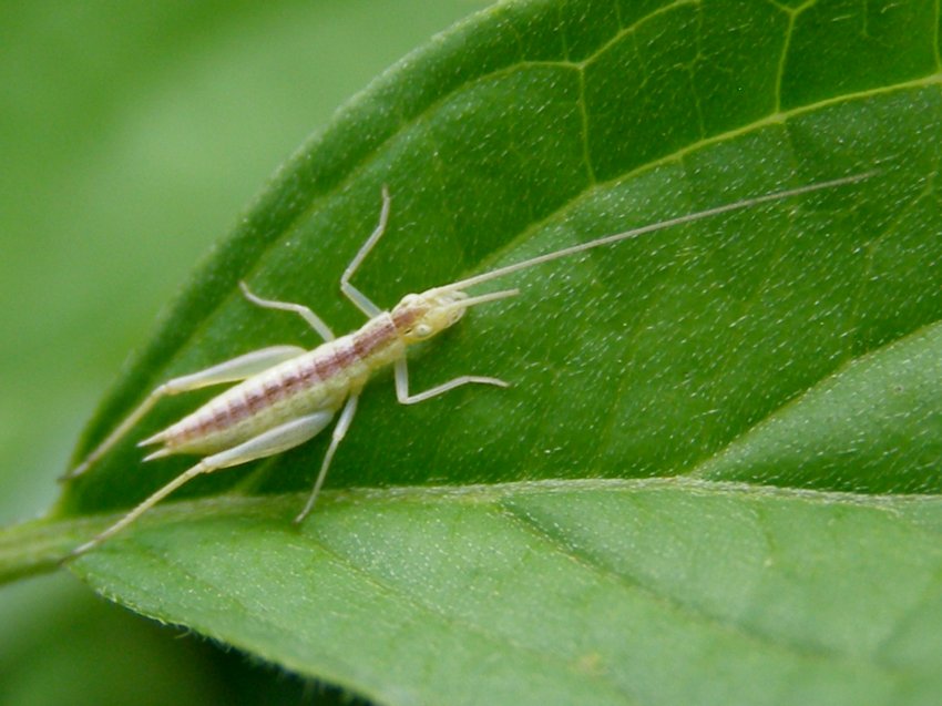 Mini Orottero: neanide di Oecanthus pellucens (Oecanthidae)