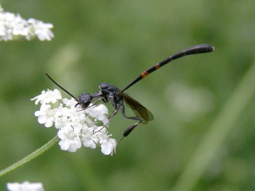 Addome lunghissimo; Gasteruption sp.