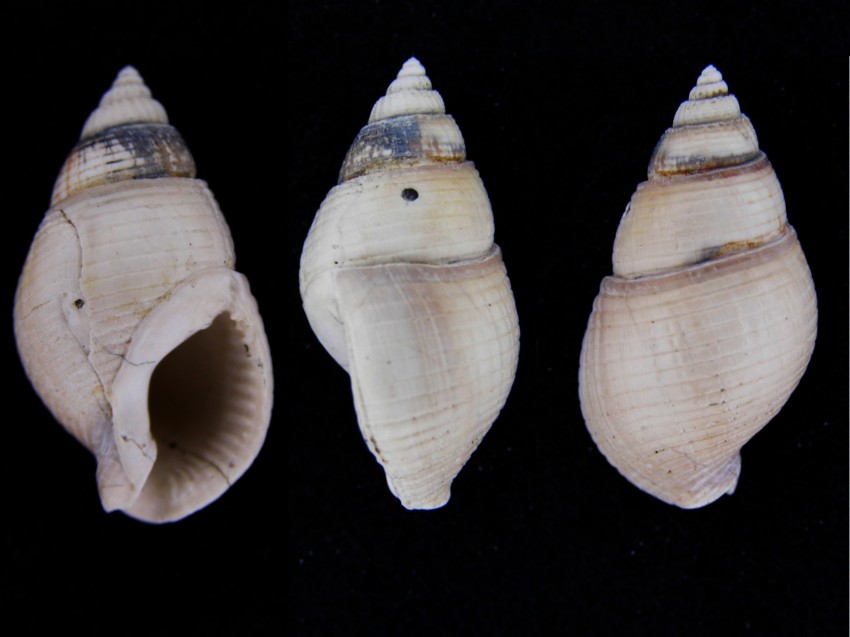 Nassarius italicus (Mayer, 1876)  -  Pliocene, Imola